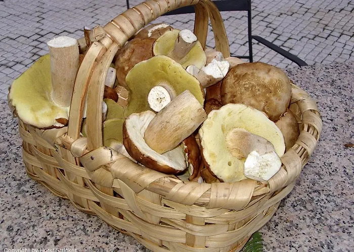 Bed & Breakfast Oficina Do Joe